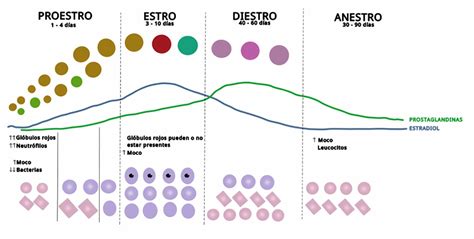 Ciclo estral